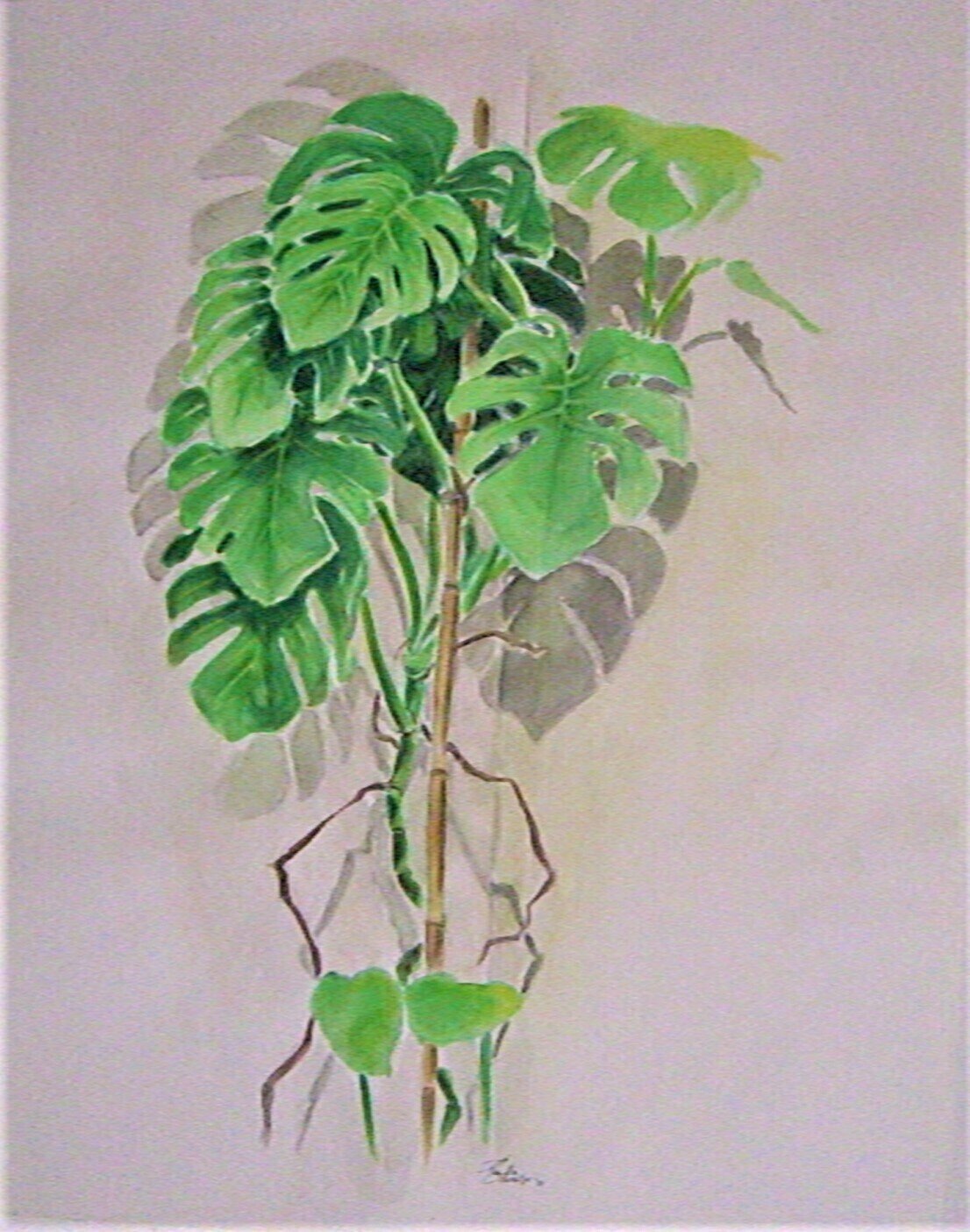 Grünpflanze zu Haus Grünpflanze zu Haus