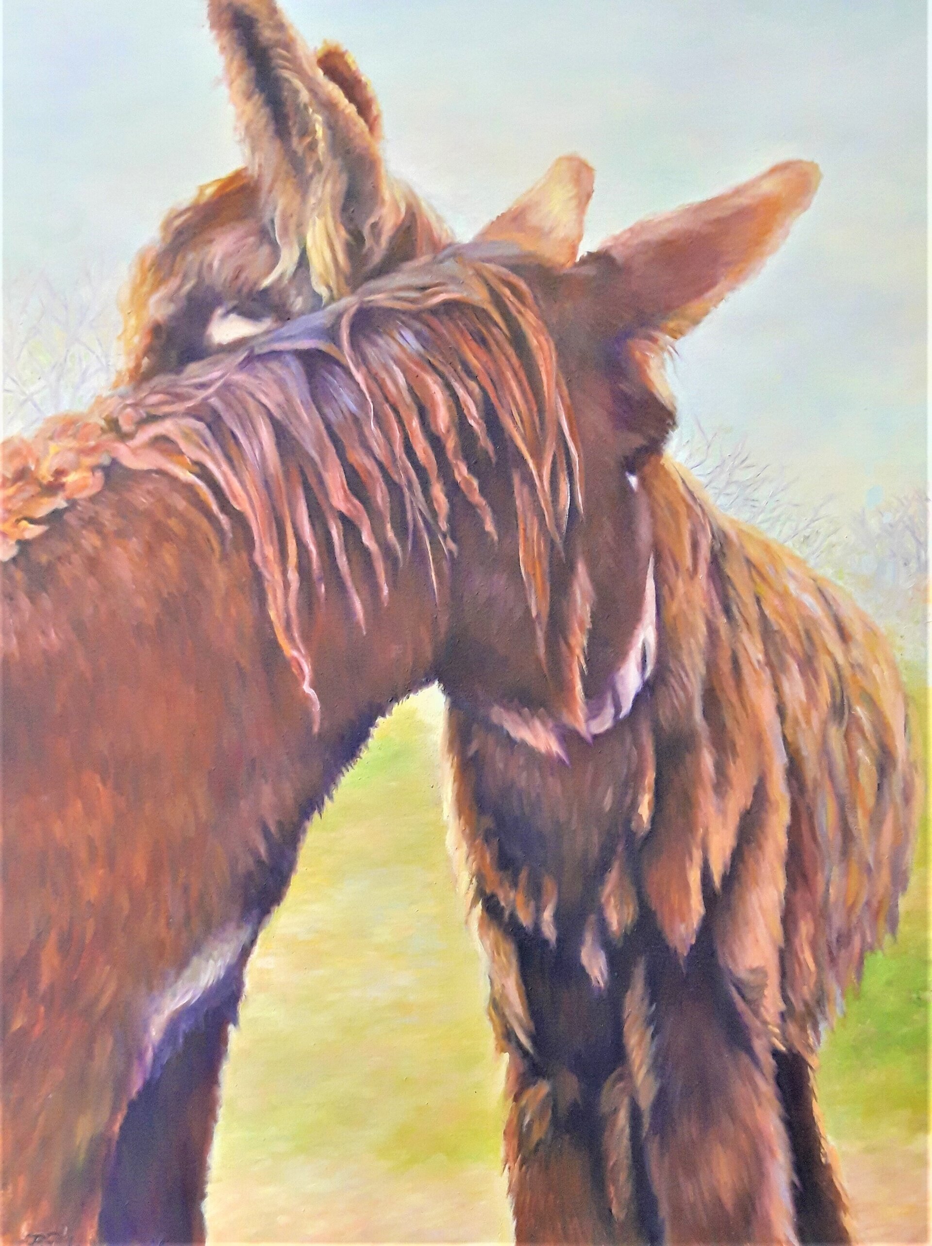 Maimai - Poitou Esel Maimai - Poitou Esel